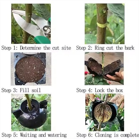Plant Propagation Mold β Root Formation Box for Making Seedlings |