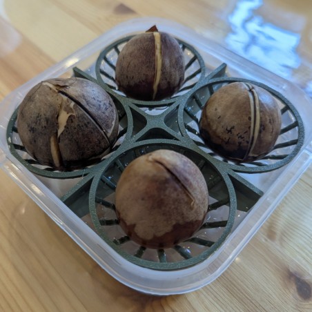 Avocado 4-Seed Germination Bowl – Seed Starter Kit | 