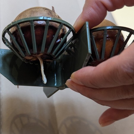 Avokado 4-Frö Grotskål – Kit för Odling av Avokadoplanta | 